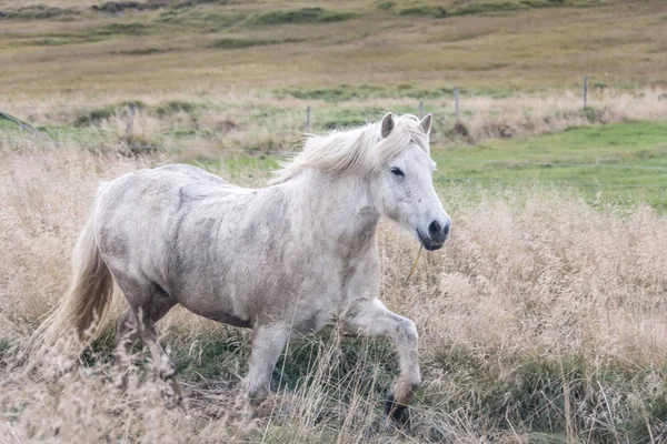 White horse running through a field in Iceland — Stock Photo, Image
