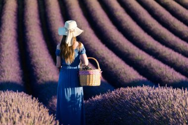 Lavanta alanları üzerinden yürüyen bir sepet ile beyaz şapkalı kız