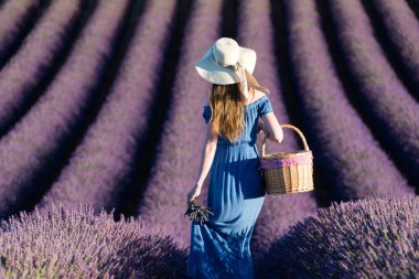 Lavanta alanları üzerinden yürüyen bir sepet ile beyaz şapkalı kız