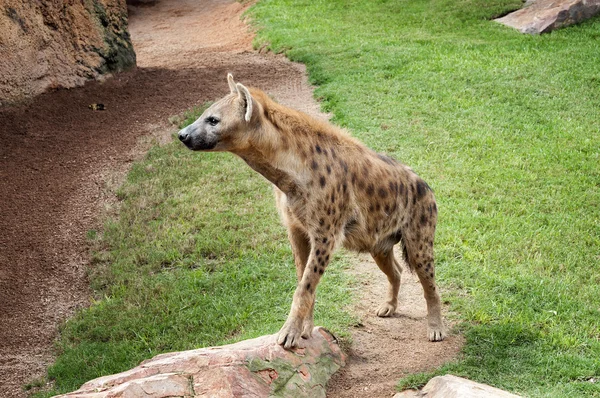 Geniş baş ve koyu renk gözleri ile Çizgili sırtlan (Hyaena hyaena)