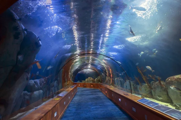 oceanographical Park. Valencia, İspanya.