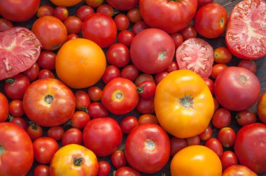 Renkli domateslerin çeşitli çeşitleri 