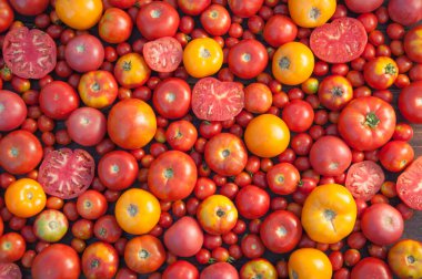 Renkli domateslerin çeşitli çeşitleri 