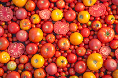 Renkli domateslerin çeşitli çeşitleri 