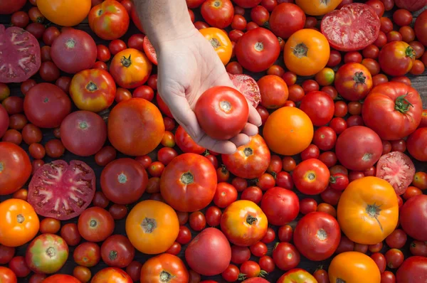 색깔의 토마토 — 스톡 사진
