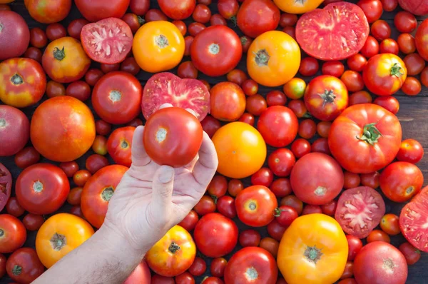 Surtido Tomates Colores —  Fotos de Stock