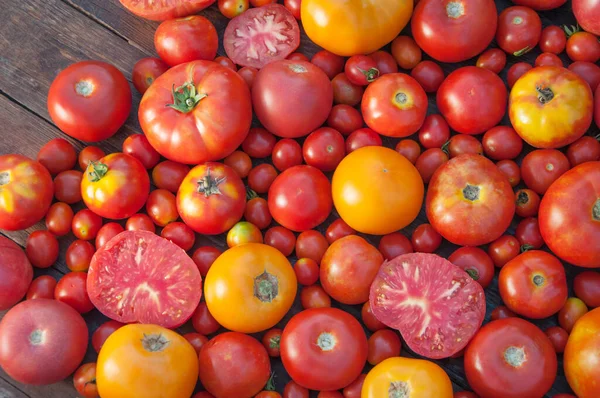 Renkli domateslerin çeşitli çeşitleri 