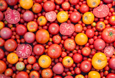 Renkli domateslerin çeşitli çeşitleri 