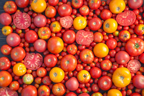 Assortment Colourful Tomatoes — Stock Photo, Image