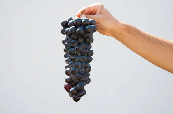 bunch of grapes in hand isolated