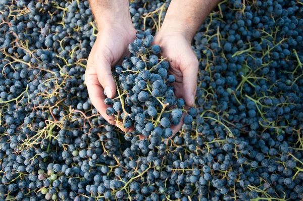 Çiftçinin elleriyle üzüm hasadı.