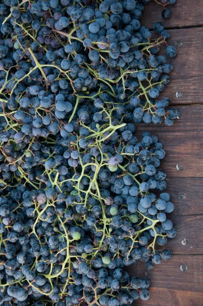 Grapes Harvest Close Wooden Background — Stock Photo, Image