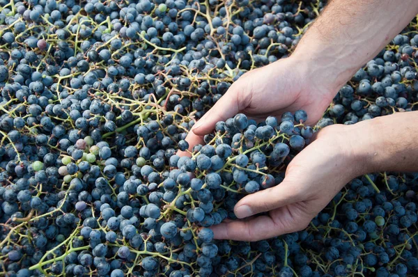 Grapes Harvest Hands Farmer — Stock Photo, Image