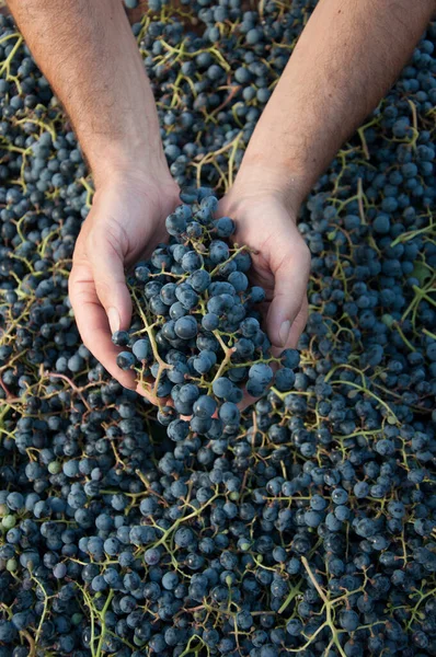 Grapes Harvest Hands Farmer — Stock Photo, Image