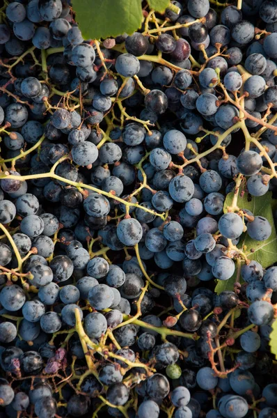 Grapes Harvest Close — Stock Photo, Image