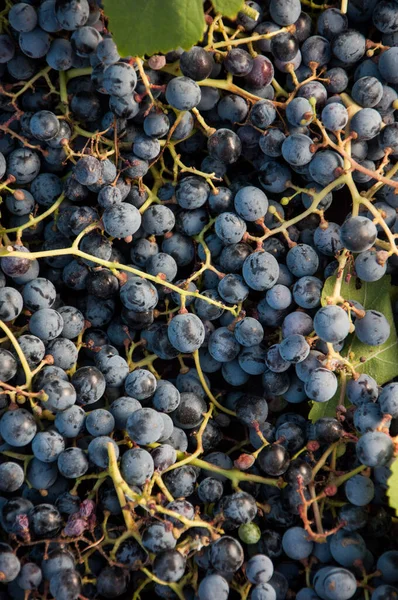 Weinlese Hautnah — Stockfoto