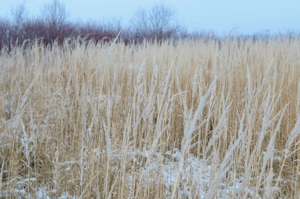 Mrożone trawy i ziemi mróz w tło zima — Zdjęcie stockowe