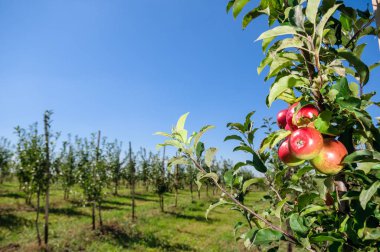Ağaç dalında kırmızı elmalar