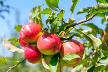 Ağaç dalında kırmızı elmalar