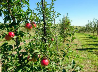 Ağaç dalında kırmızı elmalar