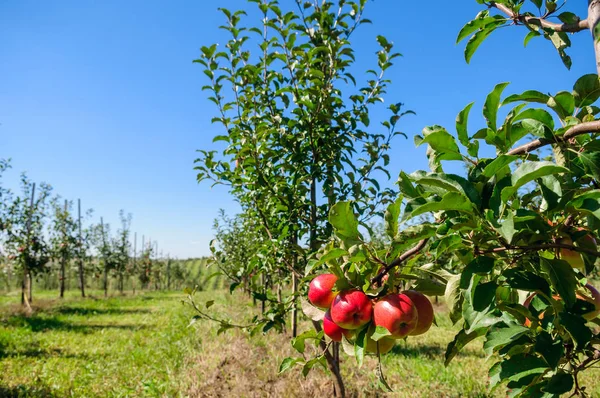 Красные яблоки на ветке дерева — стоковое фото