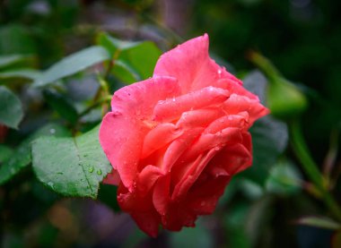 Su damlalı kırmızı gül çiçeği