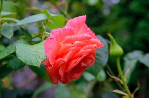 Flor de rosa vermelha com gotas de água — Fotografia de Stock