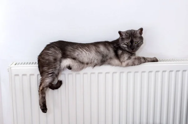 Кошка отдыхает на теплом радиаторе — стоковое фото