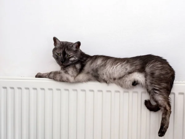 Kot na ciepłym kaloryferze — Zdjęcie stockowe
