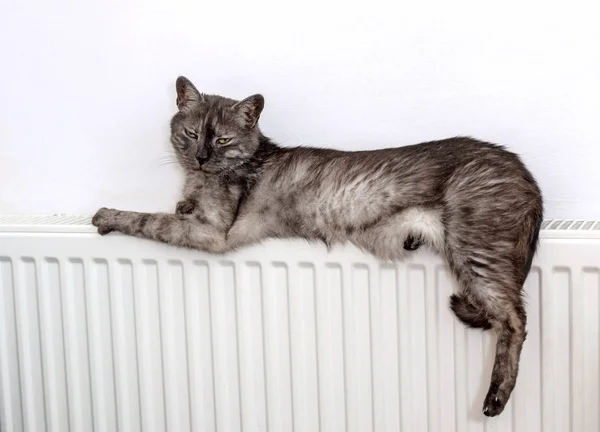 Gatto rilassante su un radiatore caldo — Foto Stock