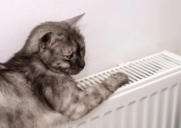 Kat ontspannen op een warme radiator — Stockfoto