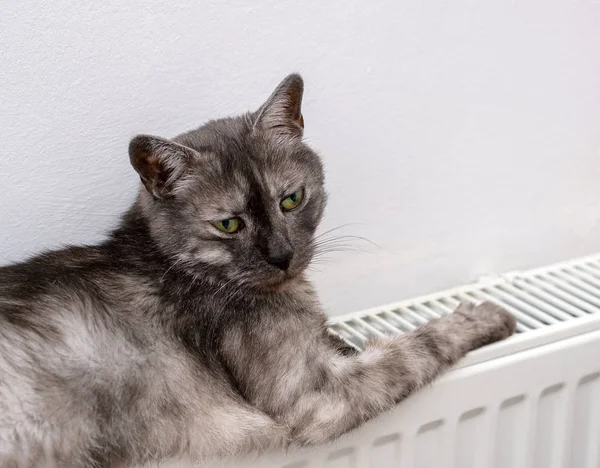 Kočka relaxační na teplý radiátor — Stock fotografie