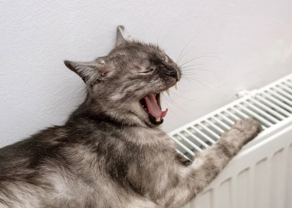 Cat relaxing on a warm radiator — Stock Photo, Image