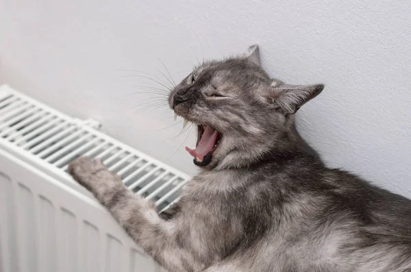 Cat relaxing on a warm radiator — Stock Photo, Image