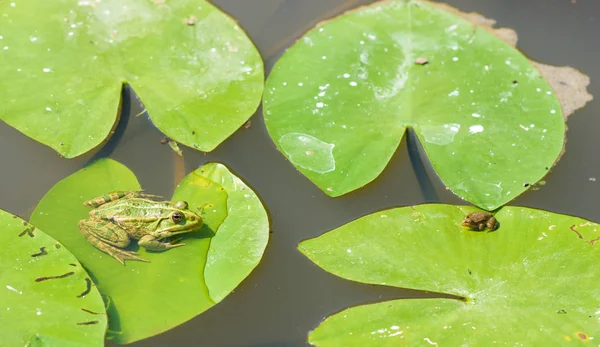 2 つの緑の小さなカエル — ストック写真