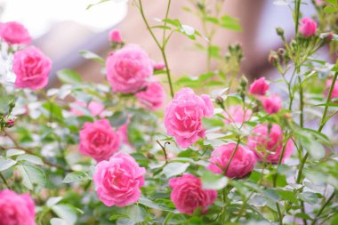 Gül bush çiçekler