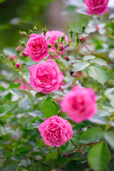 Gül bush çiçekler