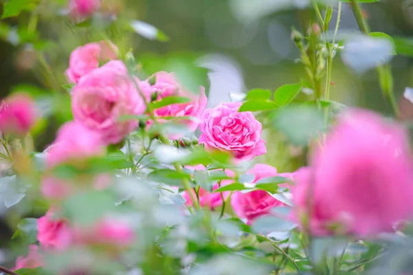 バラの茂みの花 — ストック写真