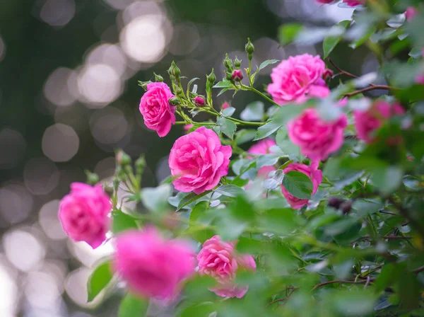 Flores de rosal —  Fotos de Stock