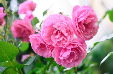 Gül bush çiçekler