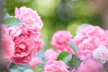 Gül bush çiçekler