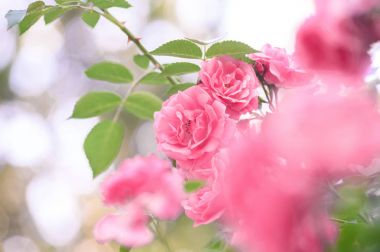 Gül bush çiçekler