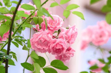 Gül bush çiçekler