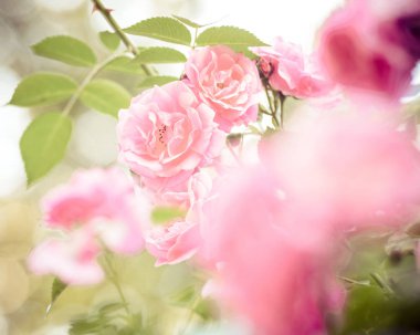 Gül bush çiçekler