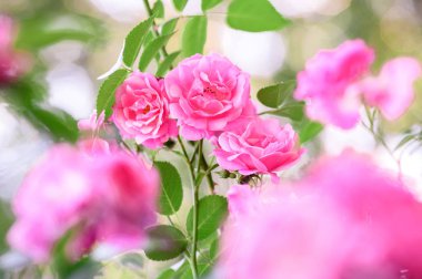 Gül bush çiçekler