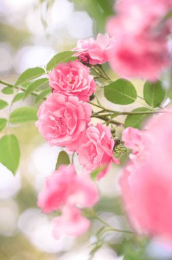 Gül bush çiçekler