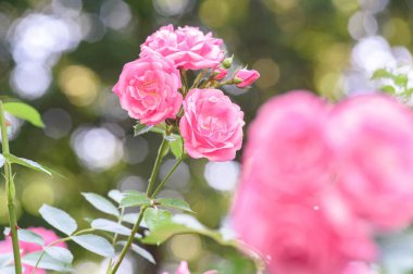 Gül bush çiçekler