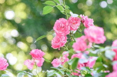 Gül bush çiçekler