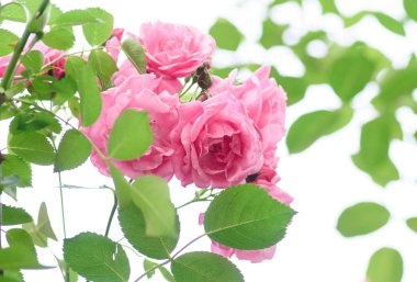 Gül bush çiçekler