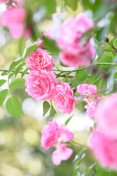 Gül bush çiçekler